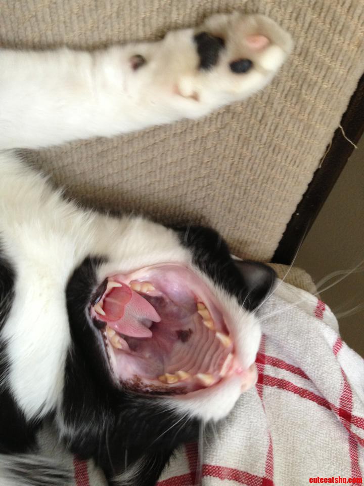 Tiger Yawns