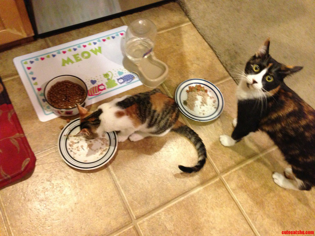 Tinker-bell Is Not Pleased with Lilly S Eating Habits