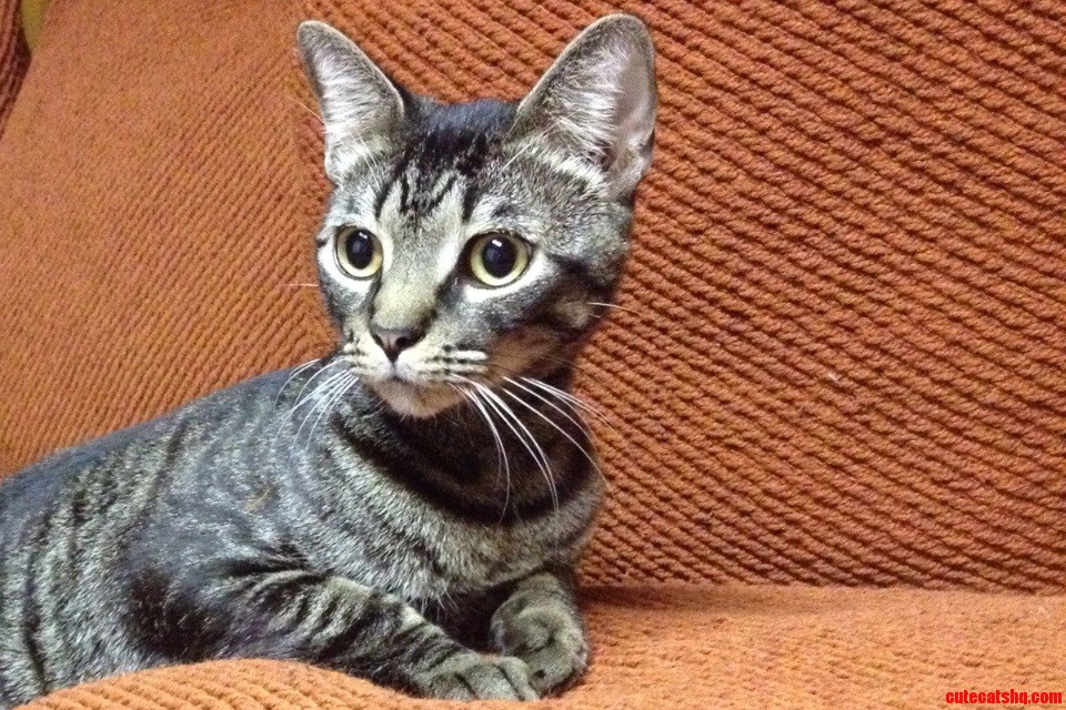 Toaster Looking Sophisticated.