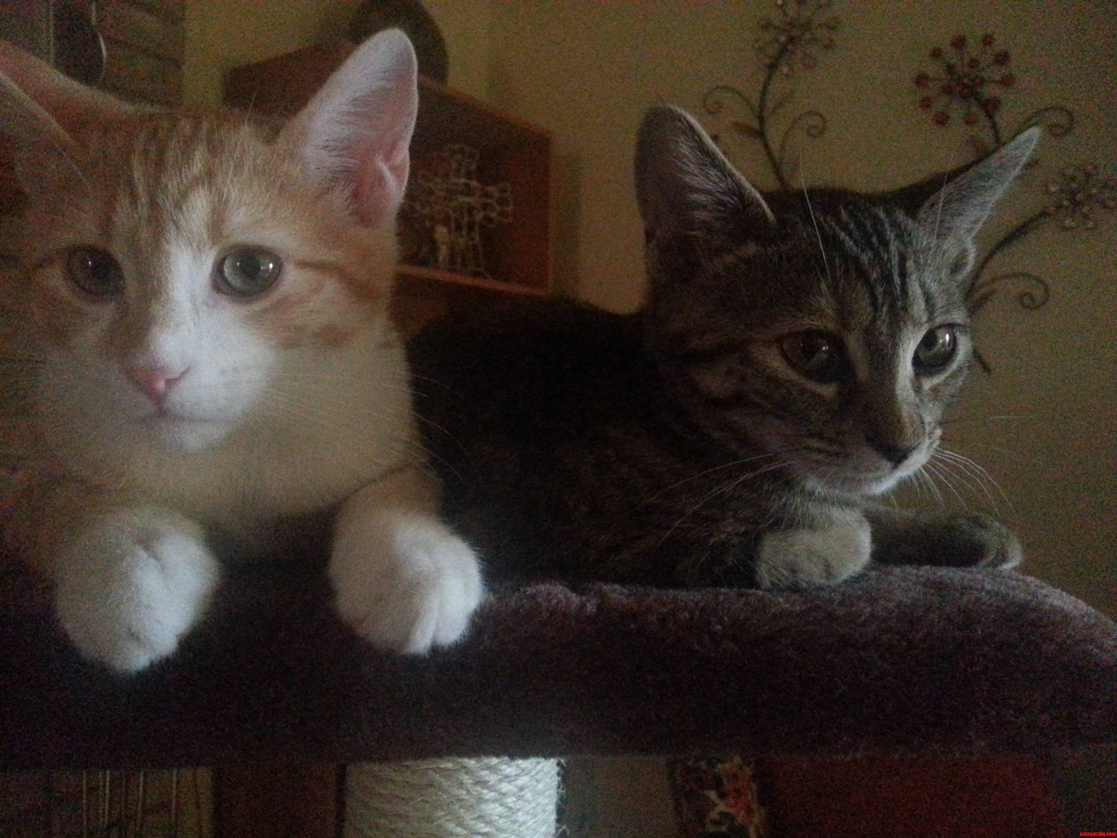 Topher and Chloe Sitting on the Cat Tree.