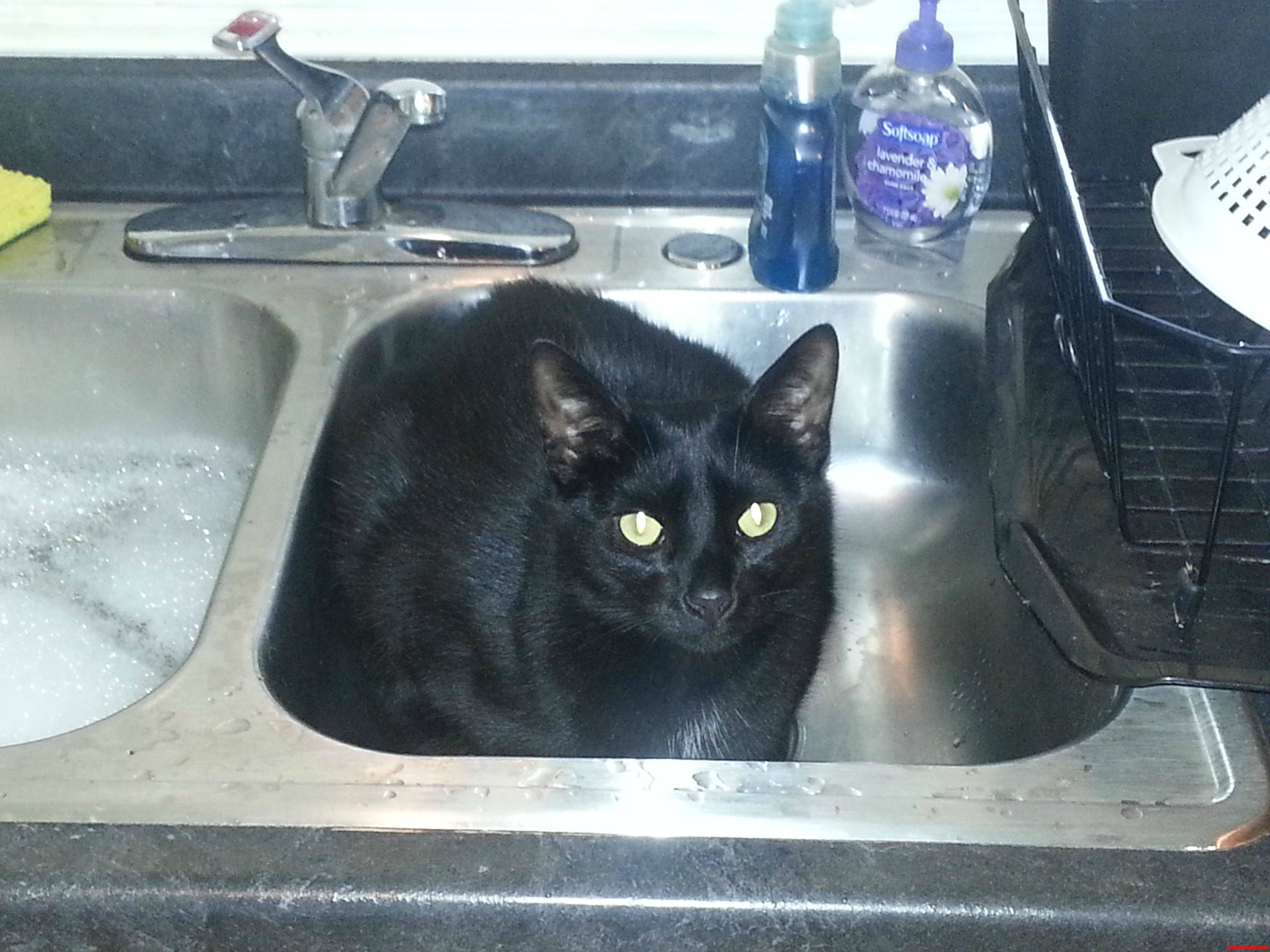 Trying to Do the Dishes