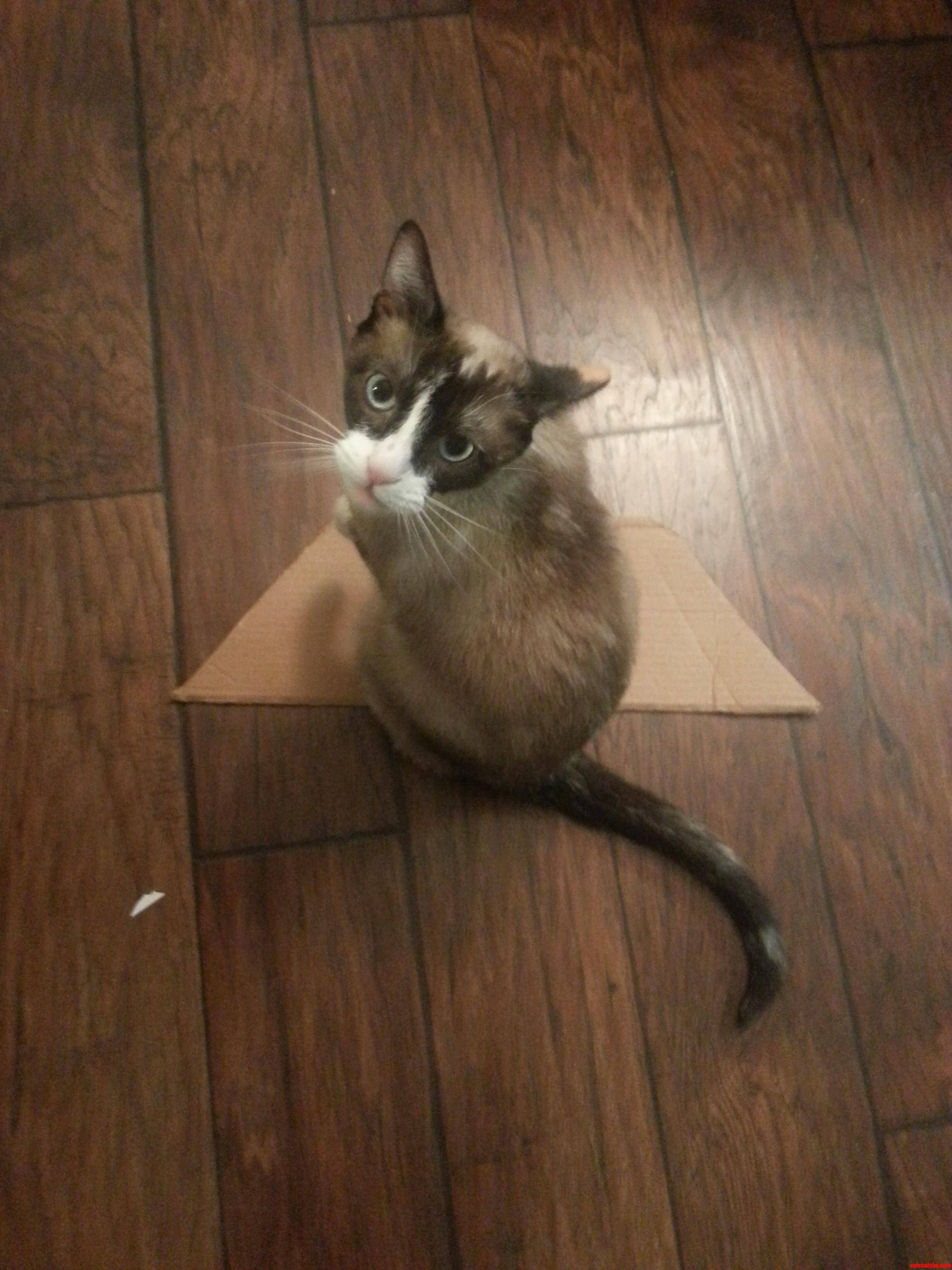 Turns Out It S Not the Box That Is Fascinating