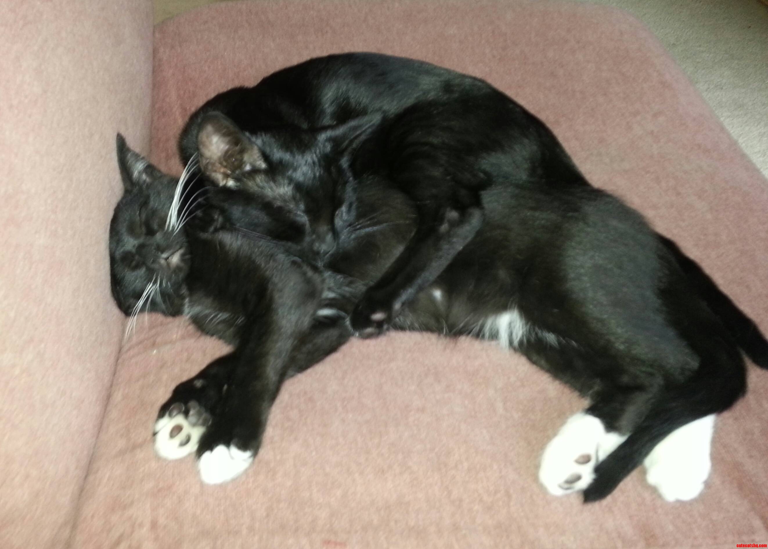 Two Brother Kitties Snuggling Together