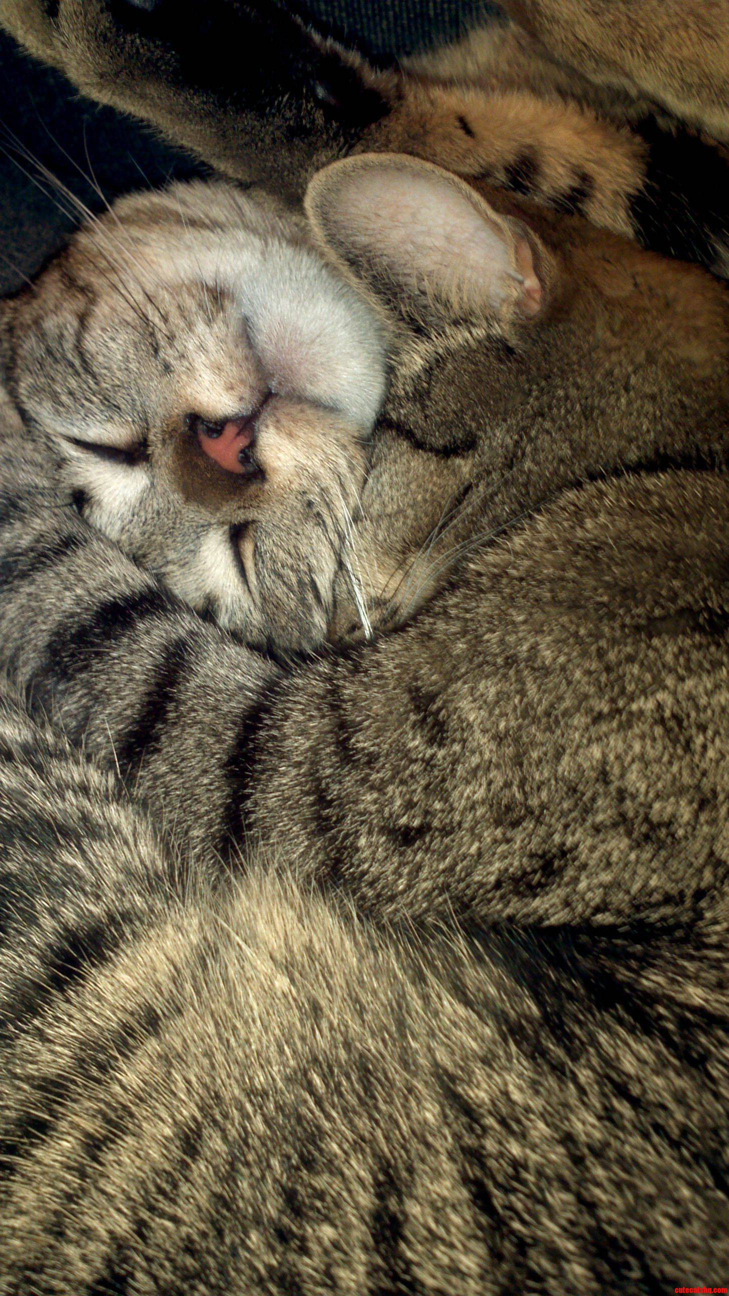 Two Brothers from the Shelter  They Refused to Be Separated