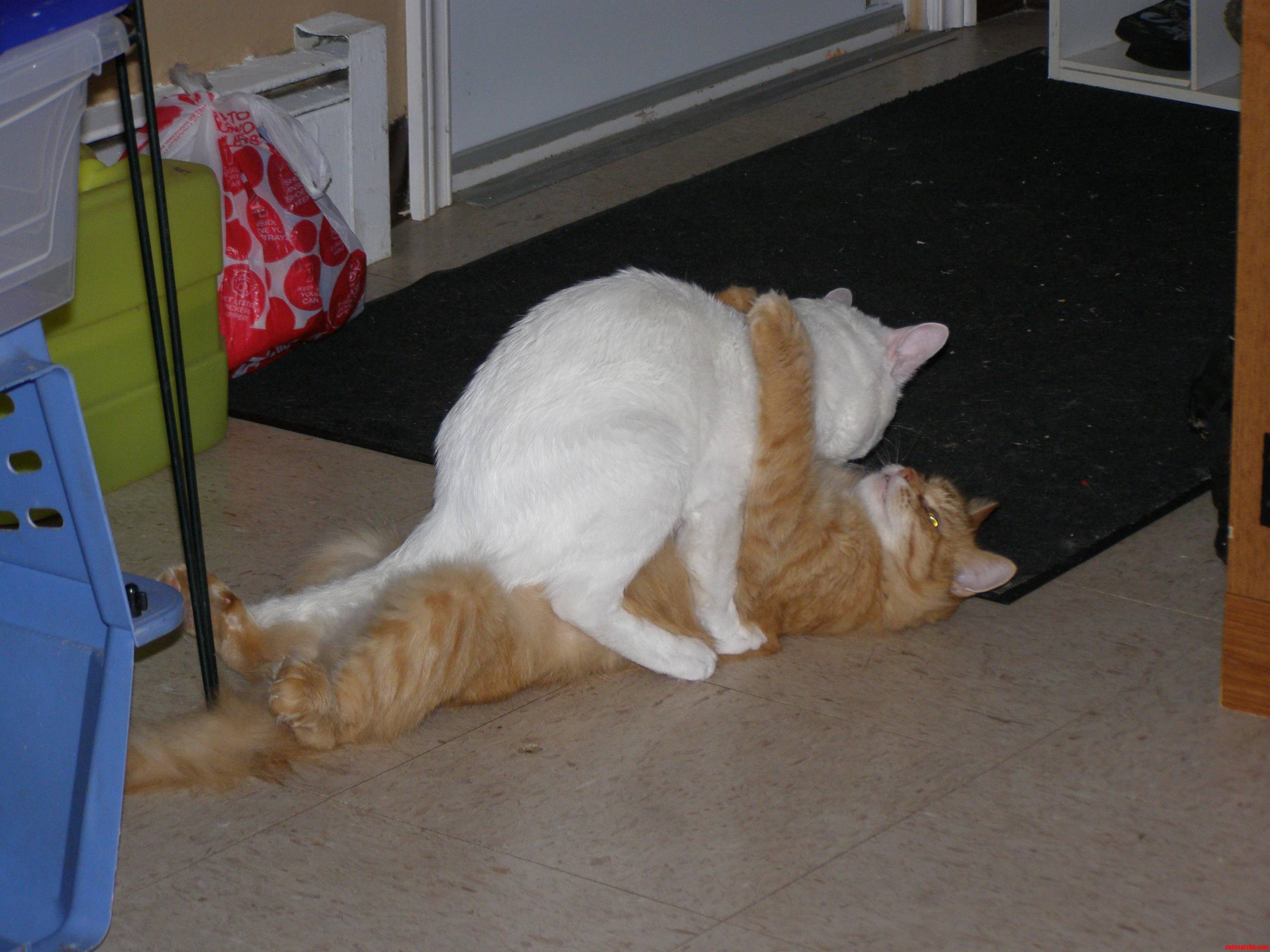 Two Cats Trying to Do the Ole  in and Out.