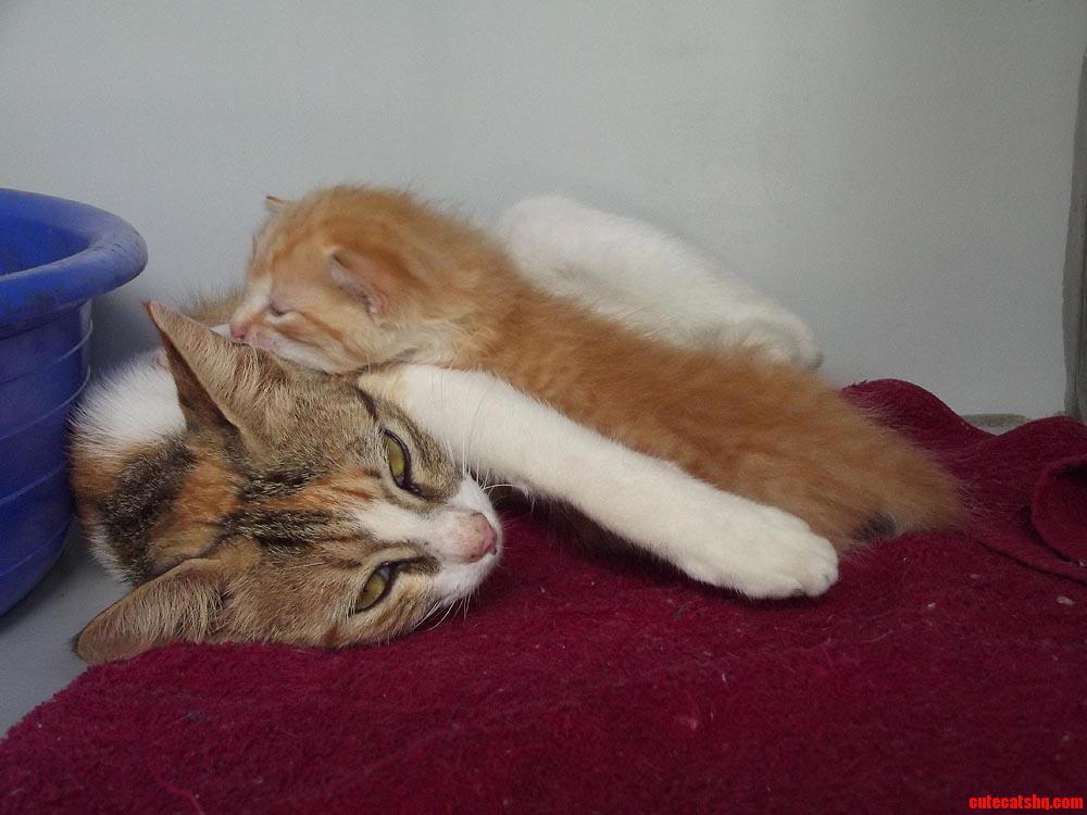 Two Rescue Cats -Mother and Kitten- in Animal Shelter Bonaire