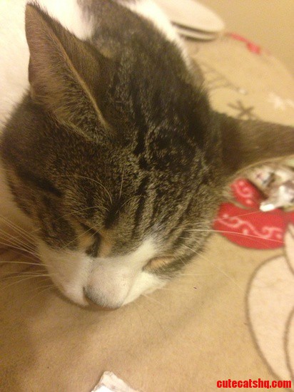 Tyke Has a Rare Moment of Sleeping Around Me