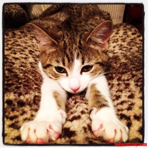Ultimate Camouflage. My Cat Kitty.