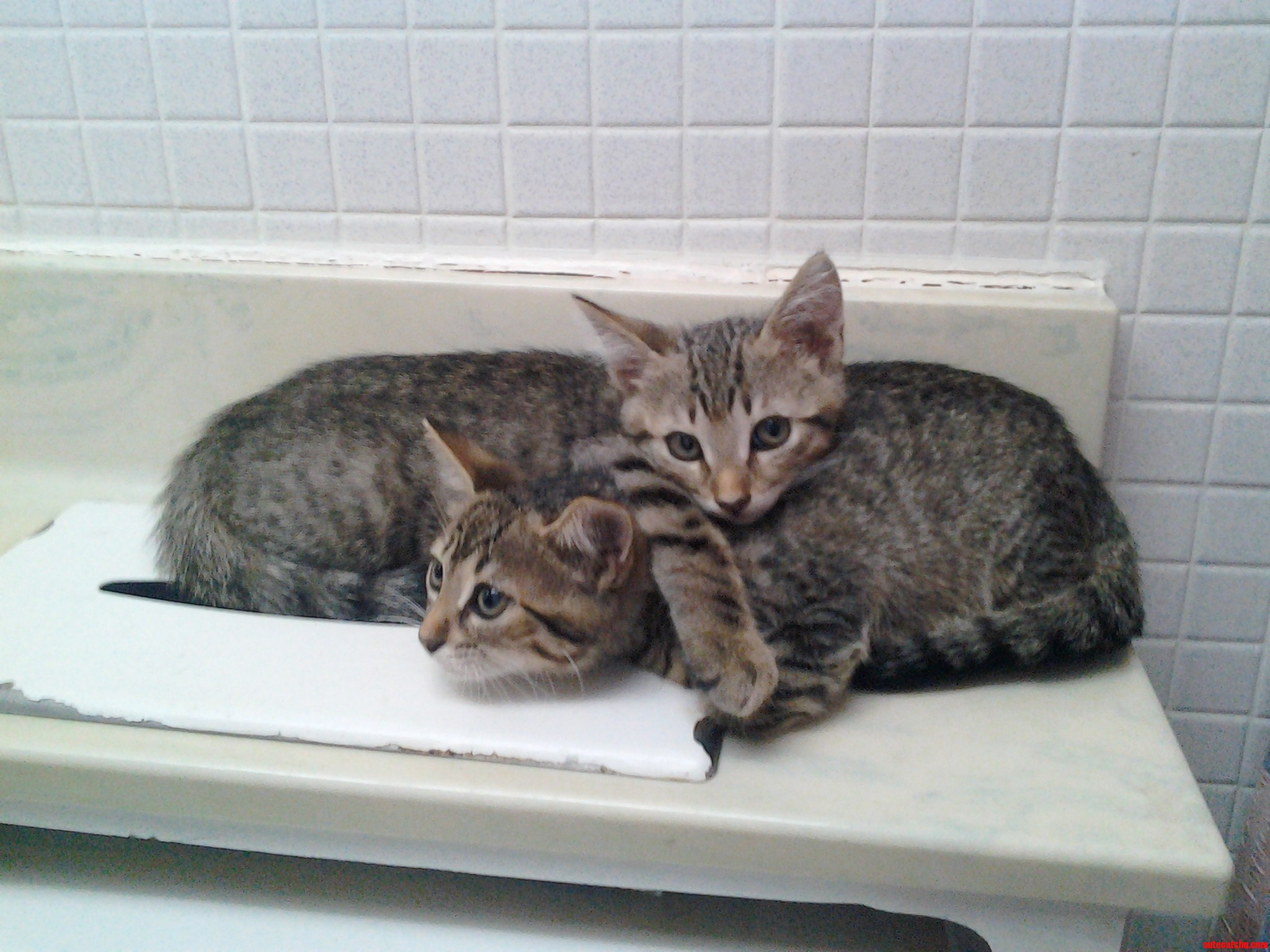 Walked Into the Bathroom to Look at My Girlfriend S New Kittens and They Were Laying Like This.
