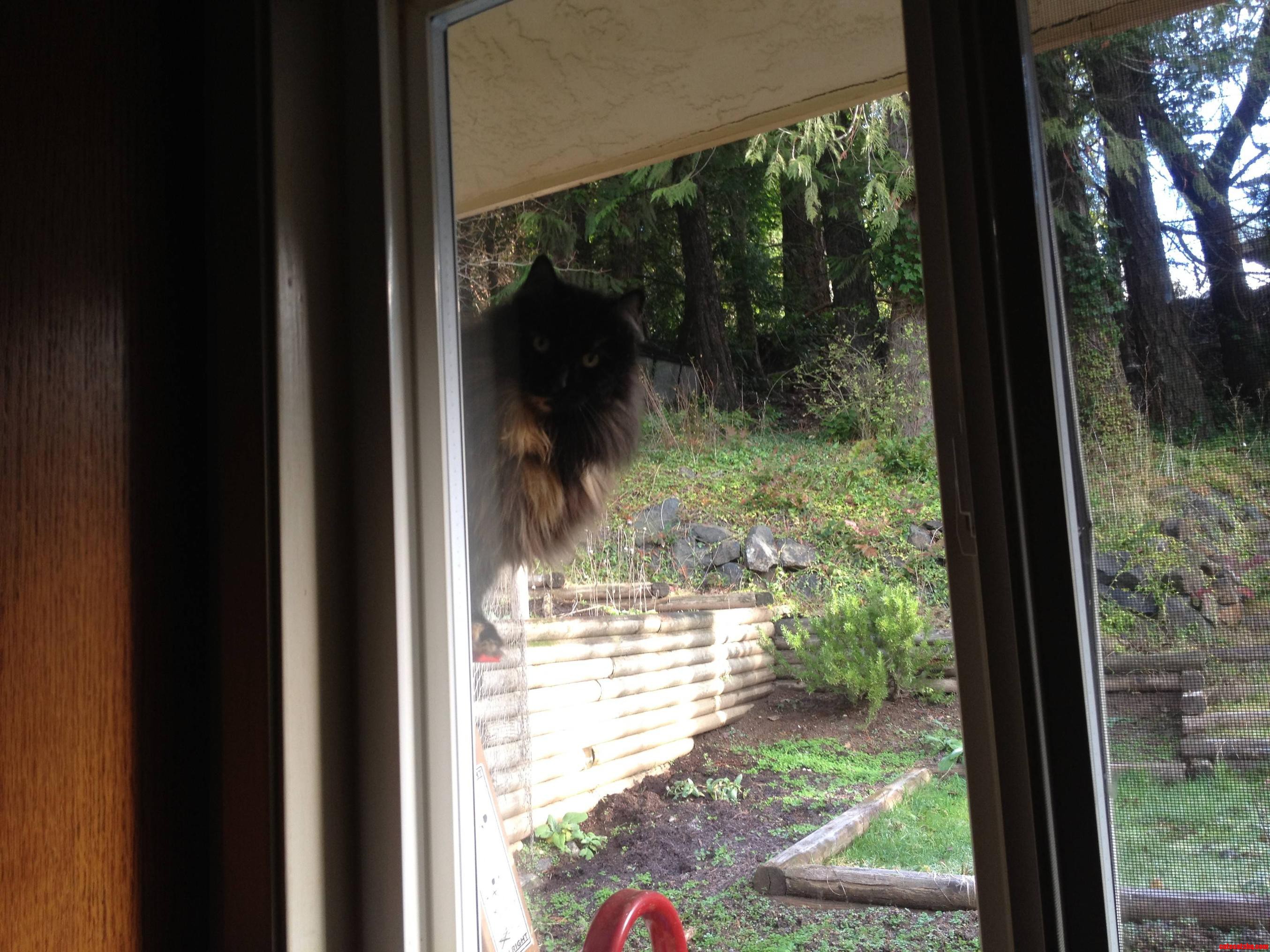 Washing Some Dishes When I Looked Out the Window... I Don T Have a Cat...