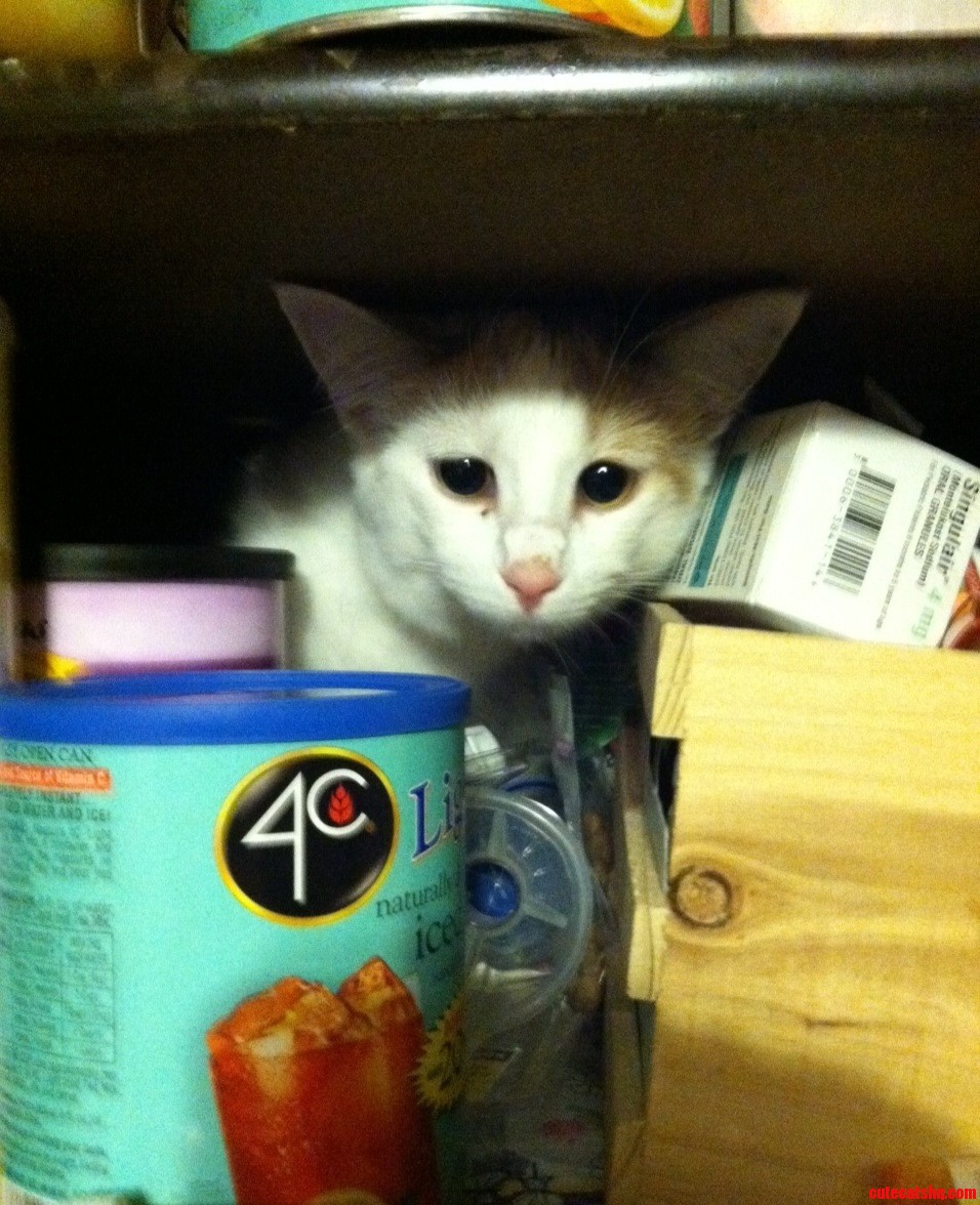 We Can T Open a Drawer Cabinet or Closet Around This Girl. Sometimes She Sneaks in and Stuck Until We Hear Her.