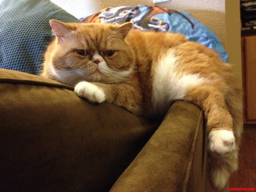 We Left Squishy for the Weekend. She Was Thrilled We Came Back.