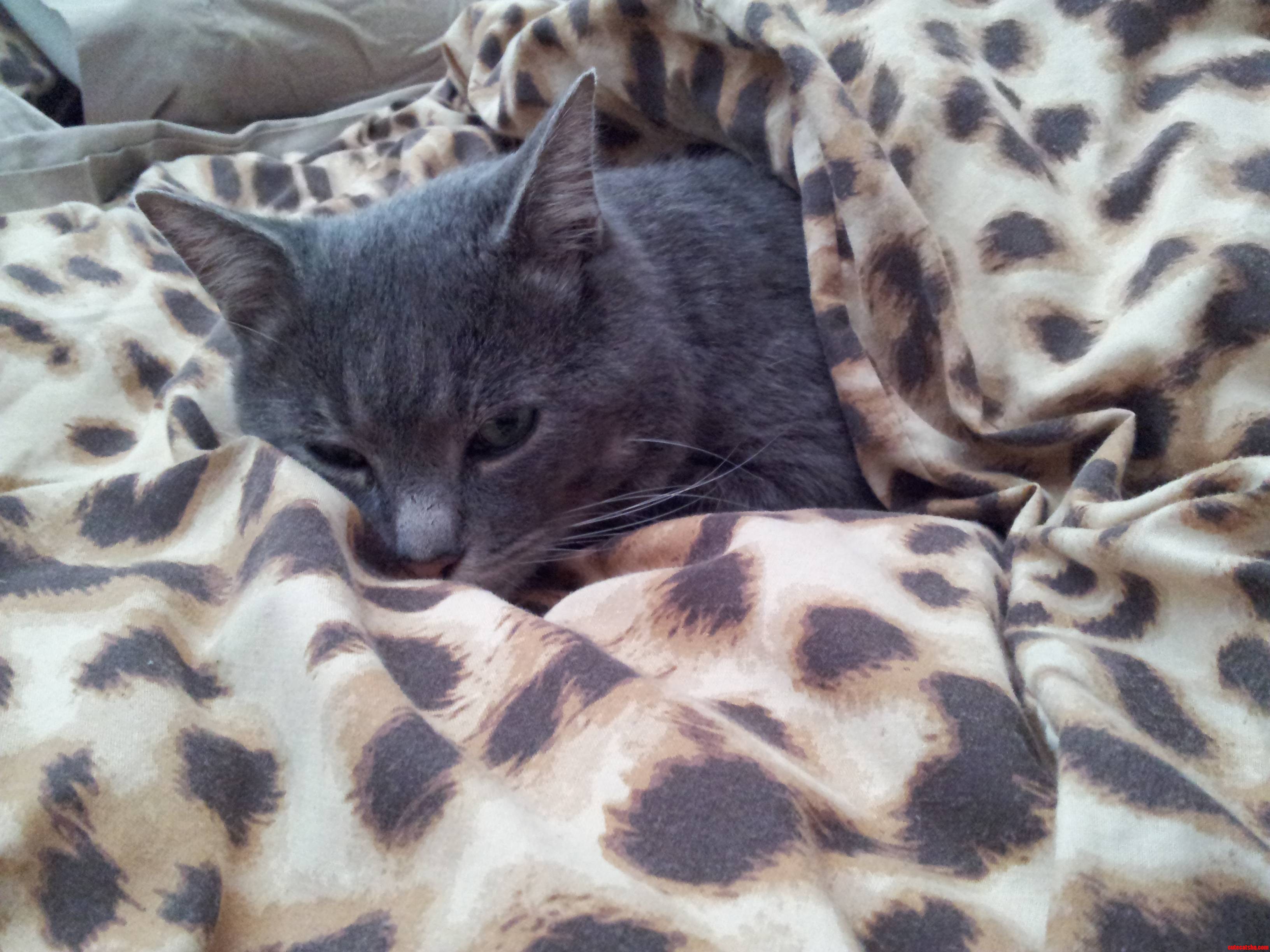 We Rescued Him. Fred Now Has a Life Fill with Love.