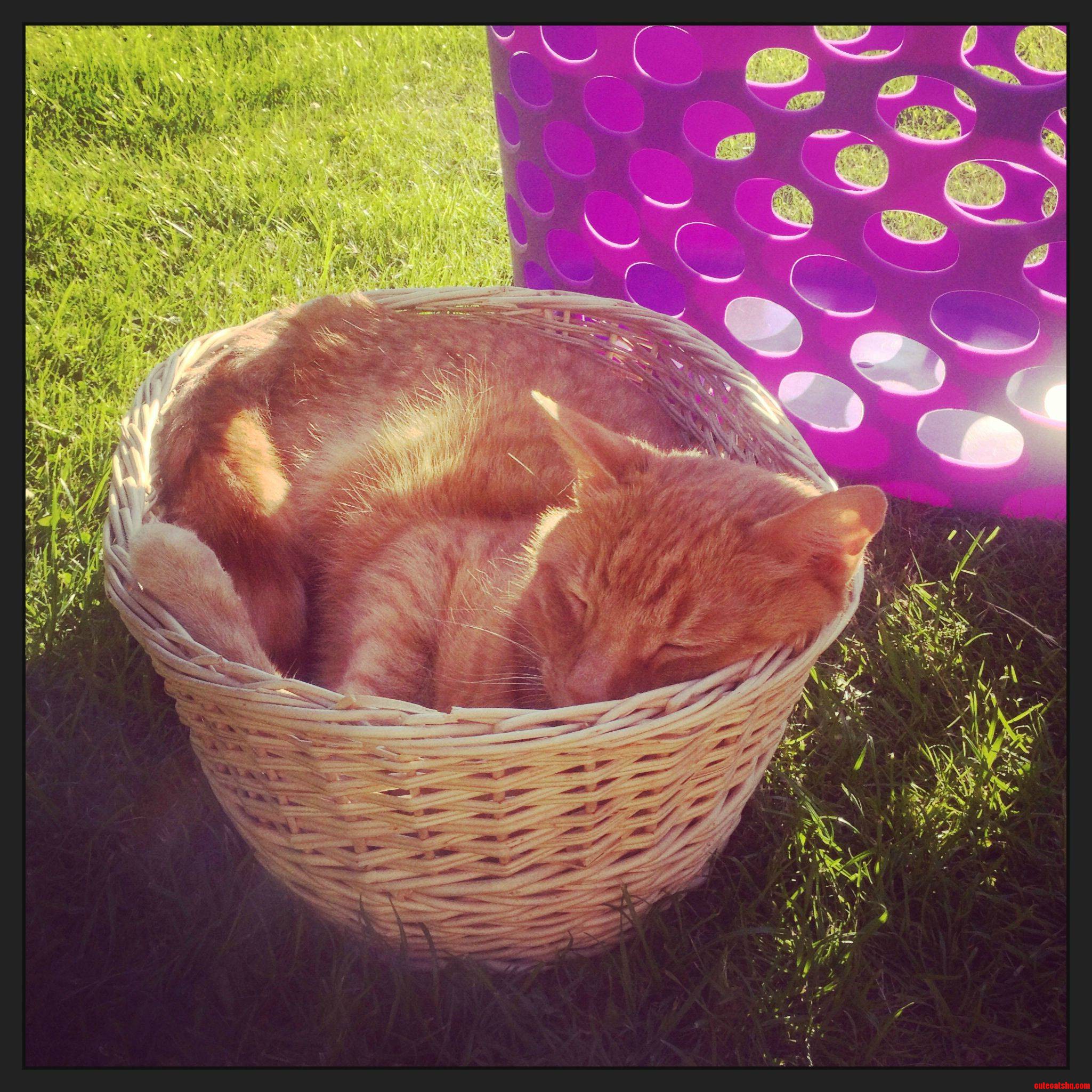 Went to Bring the Washing in and This Was in My Peg Basket...