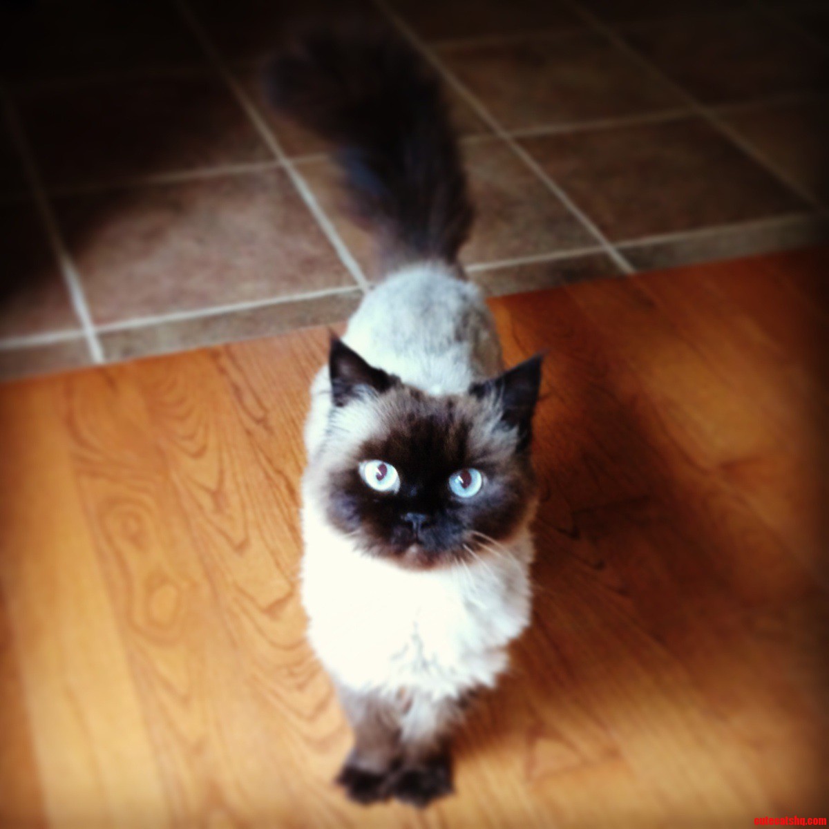 Went to Visit My Family Home This Weekend. This Guy Is 14 Now. He S Always Been Tiny and He Will Always Be My Baby.