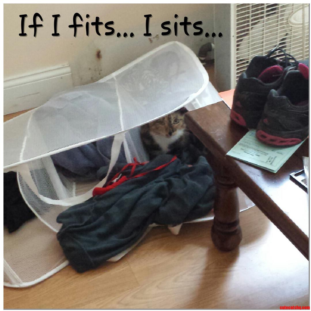 What Is It with Cats and Laundry