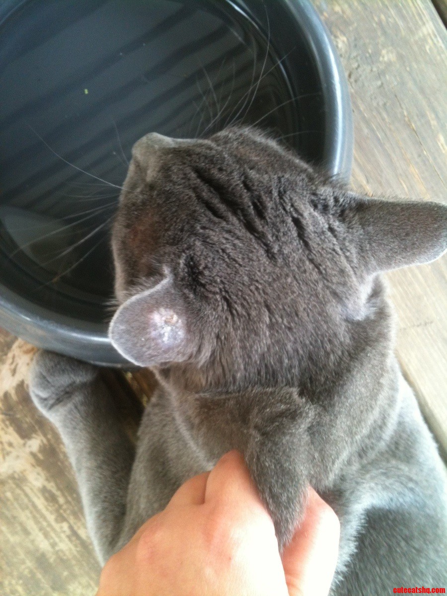 What Is on My Cats Ear