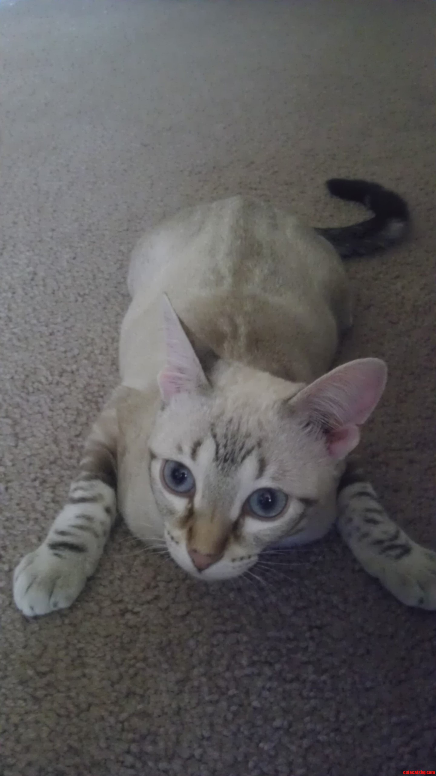 What Kind of Breed Is She