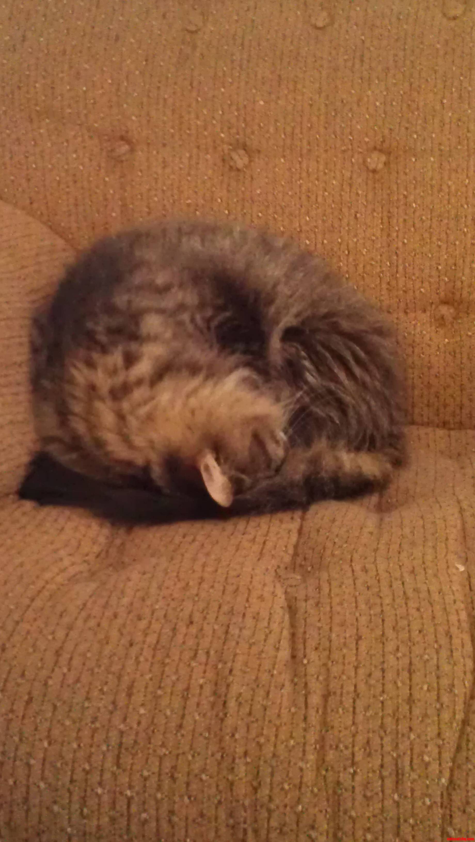 Wheatly the Cat  Ball Mode