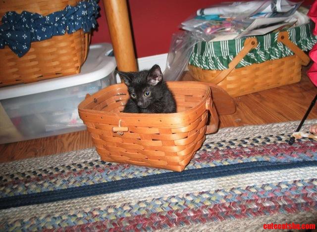 When My Cat Was a Baby She Would Spend Hours in This Thing
