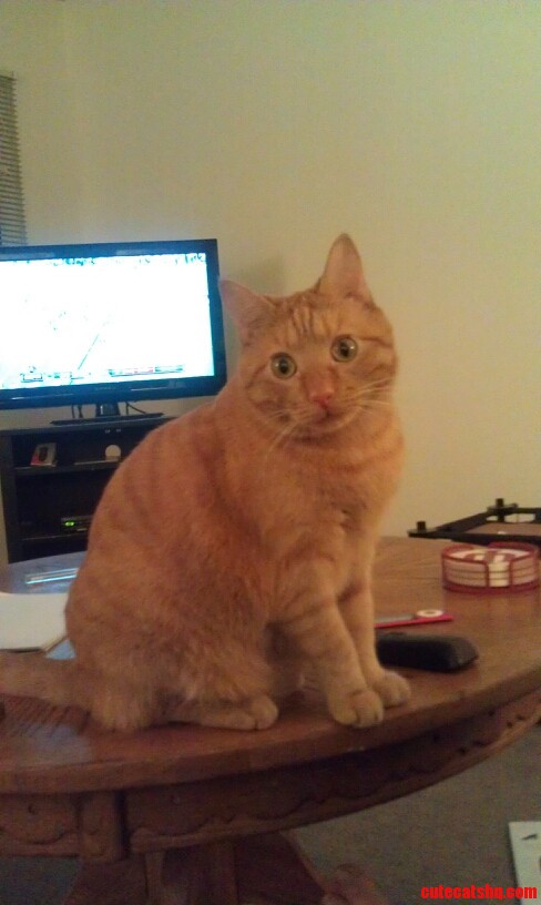 Where Online Can I Find a Good but Still Inexpensive Cat Tree for This Guy