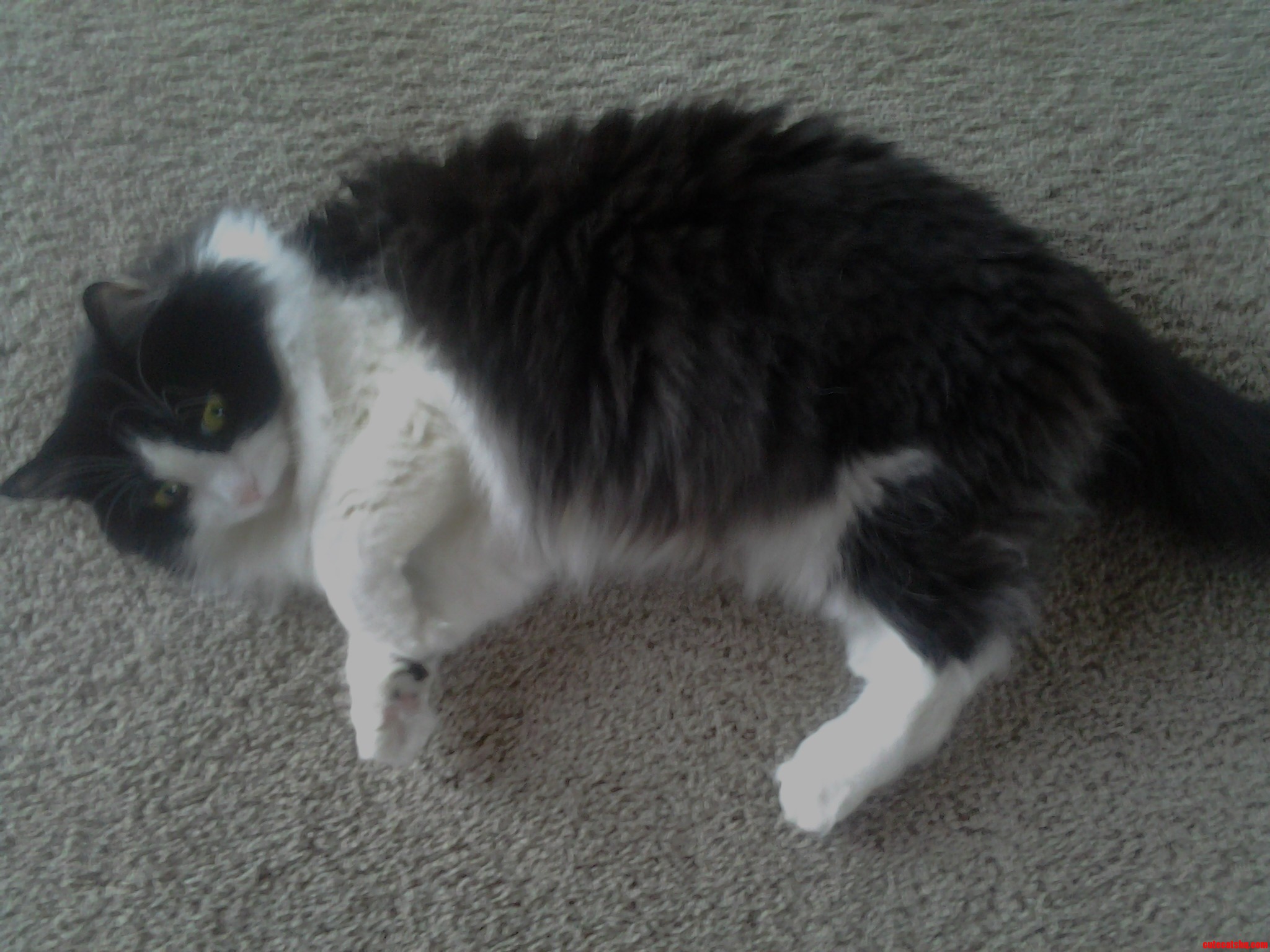 Whiskers in All Her Fluffy Glory