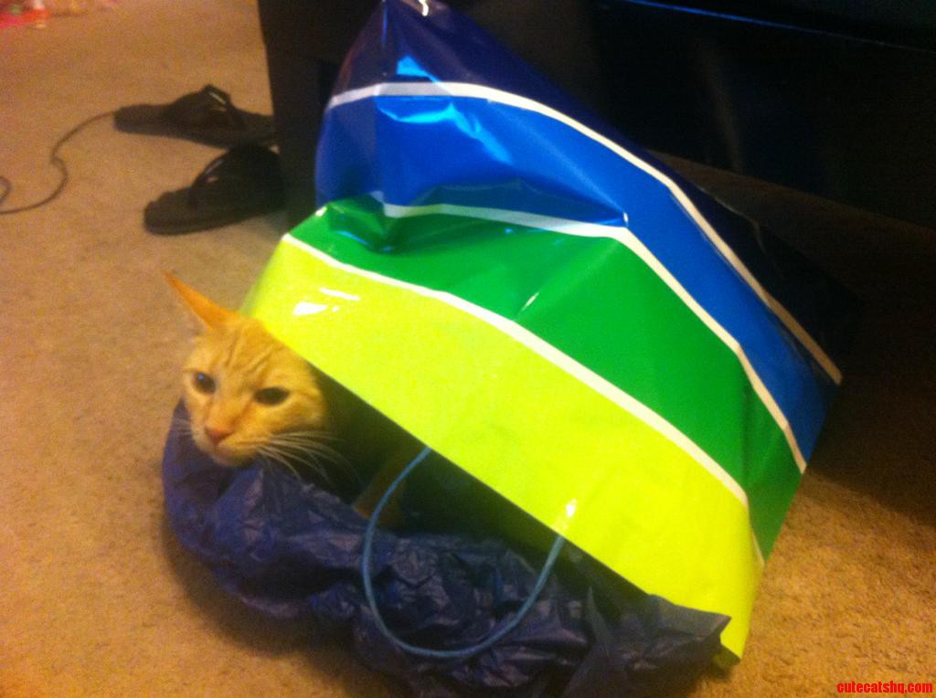 Why Do I Buy Him Toys