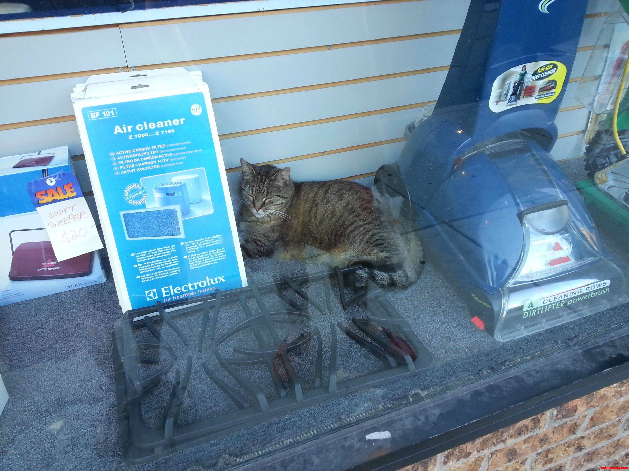 Window Shopping for Vacuums And... a Cat.