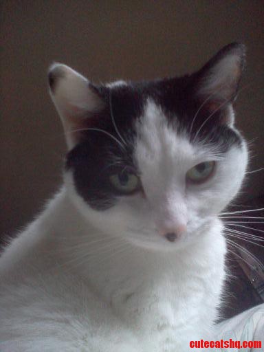Woke Up to Auri Sitting on Me  Giving Me This Look