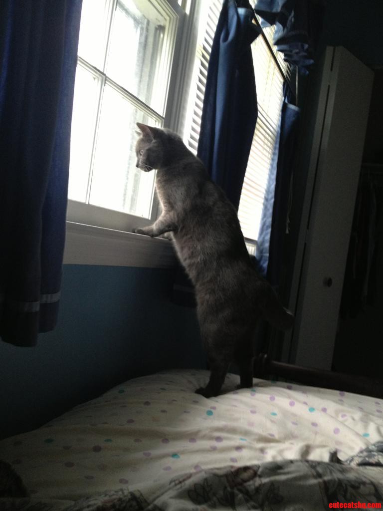 Woke Up to See My Baby Kitty on Guard Duty