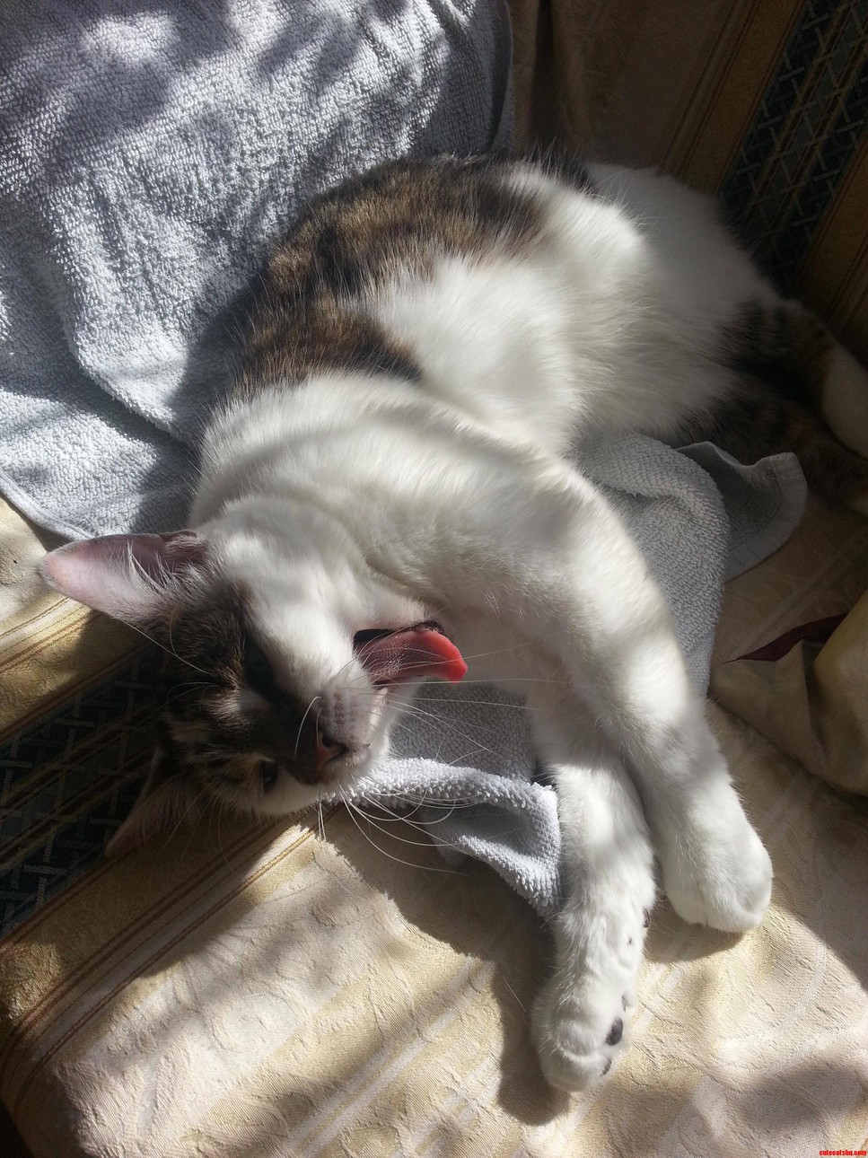 Yawning with a Very Red Tongue