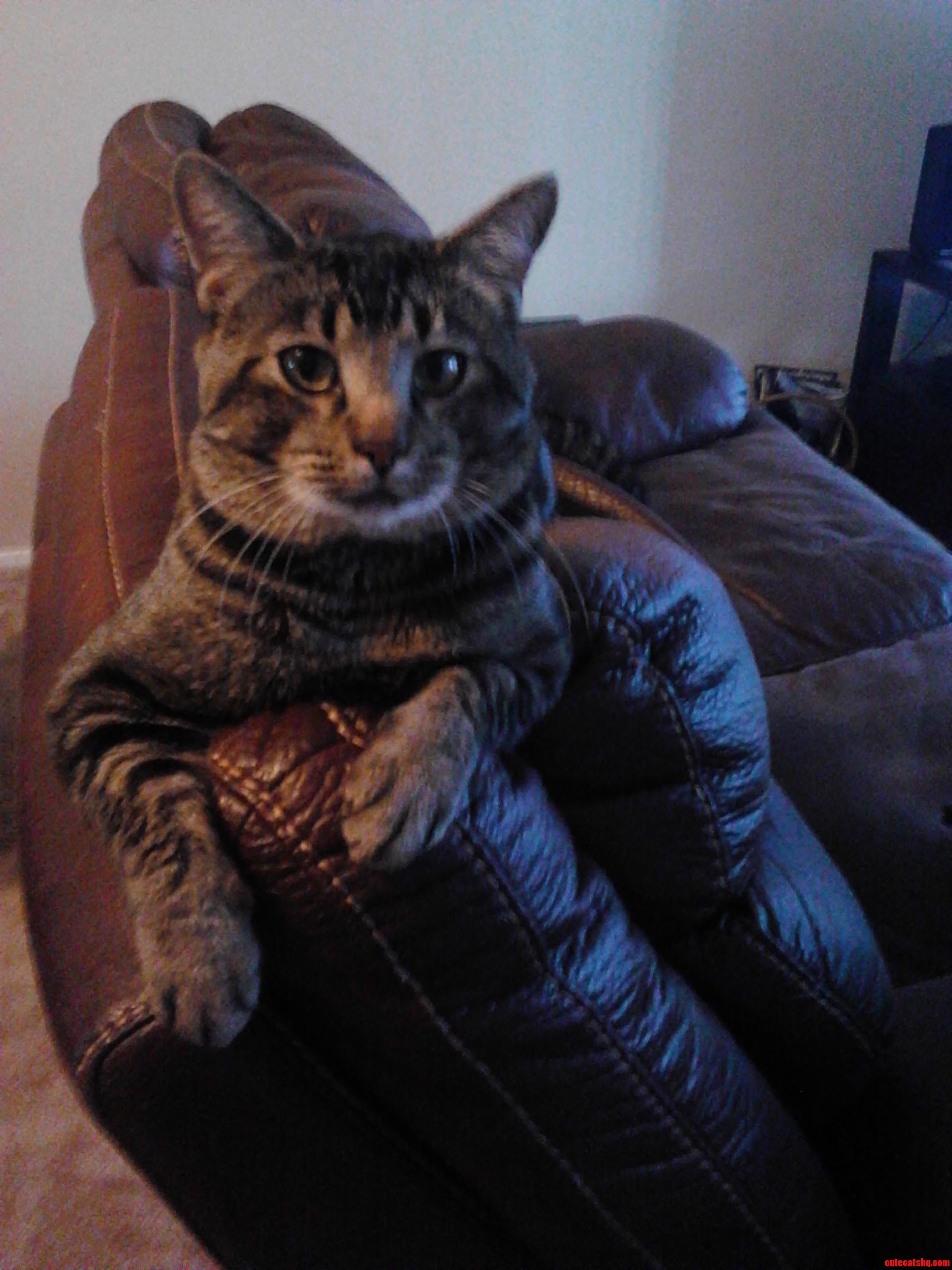 Yes Ladies  I M Single and Ready to Mingle. -
