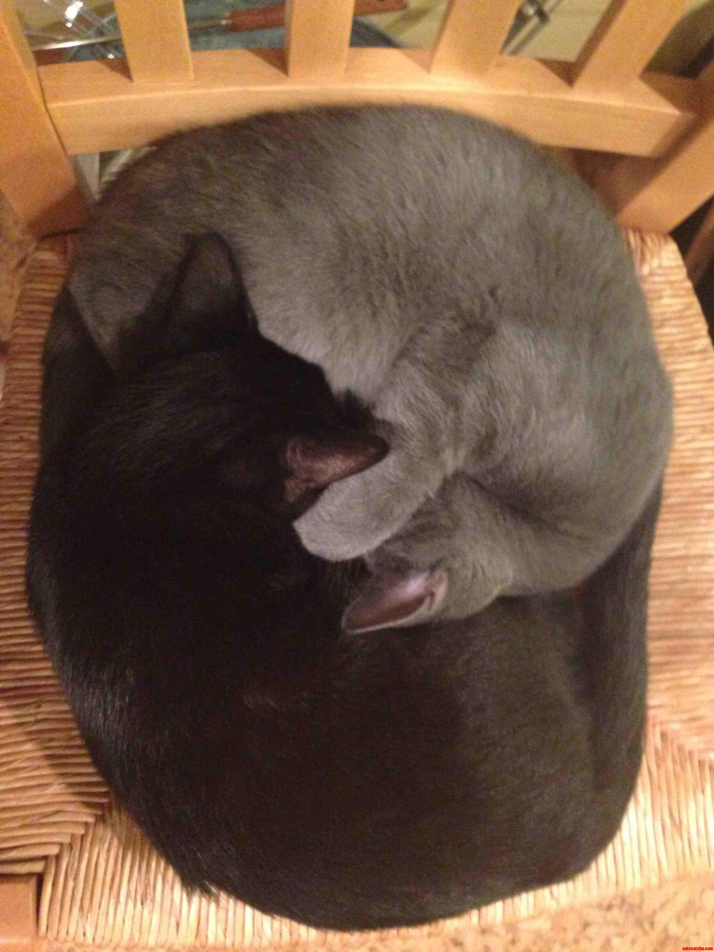 Yin Yang