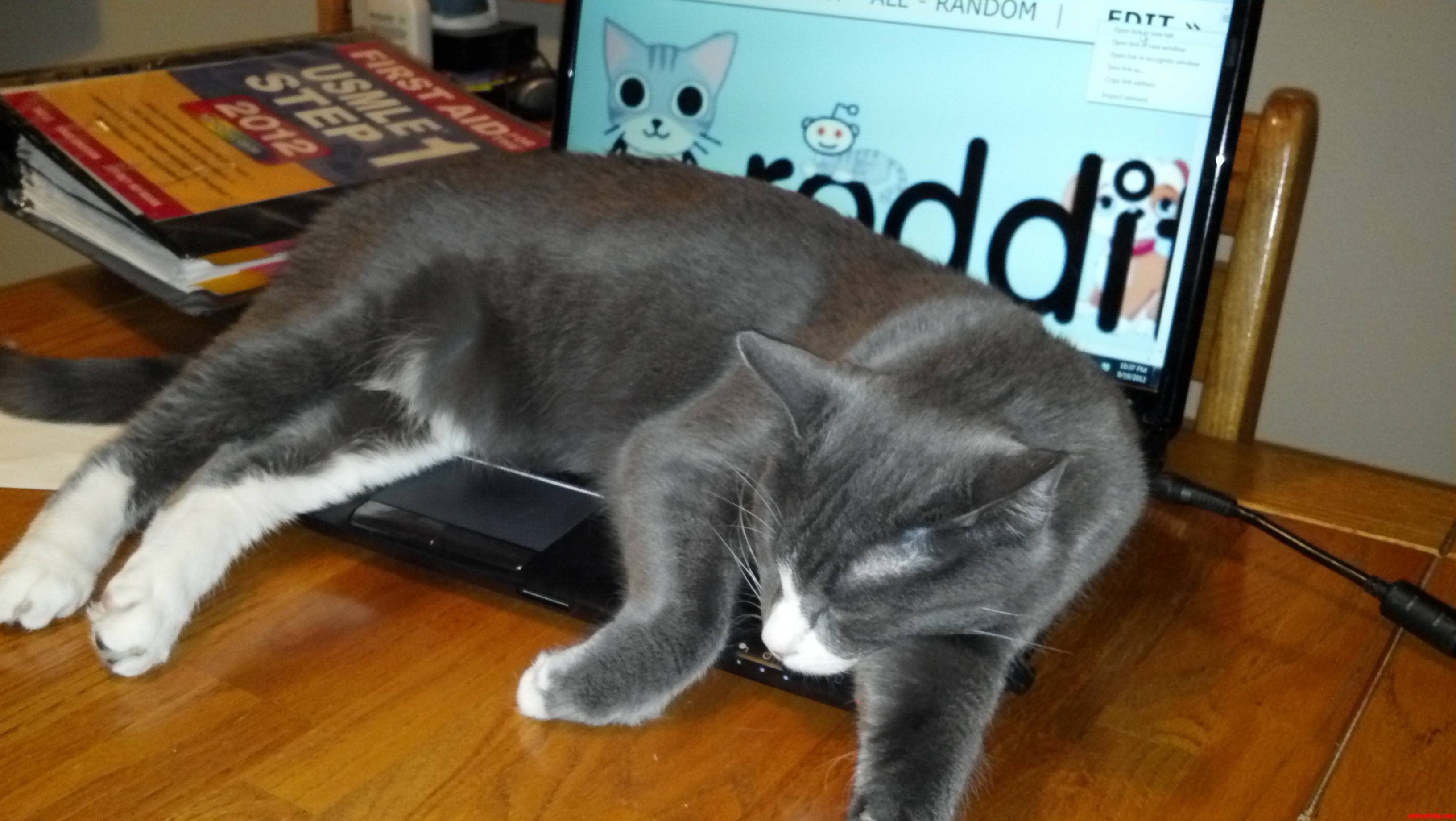 You Don T Need to Look at Other Cats  You Have Me