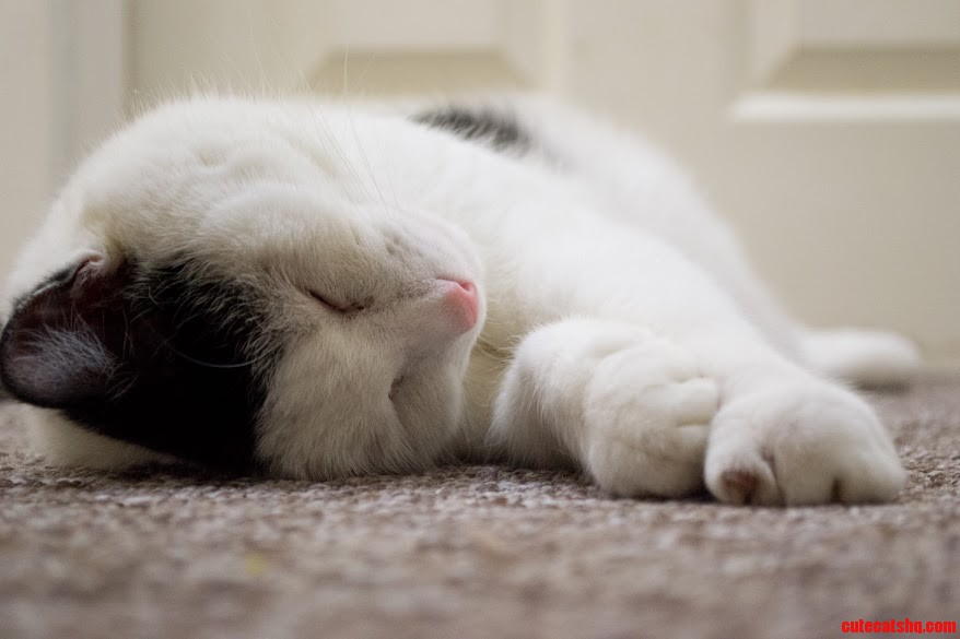 A Beautiful Cat - Muffin