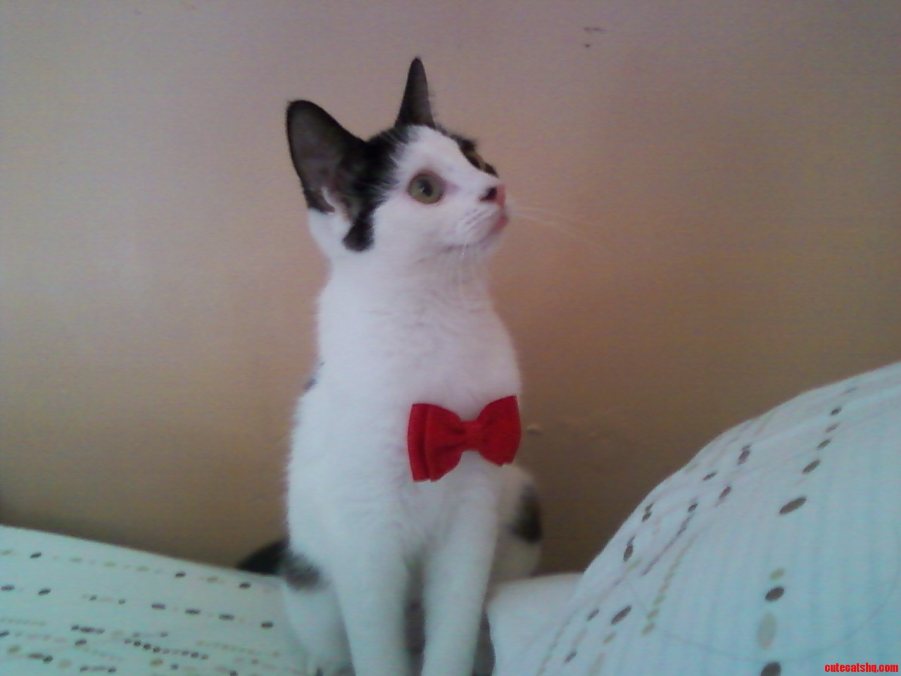 A Dapper Little Kitty. She Has Never Let Me Put It Back on Her Ever Since.