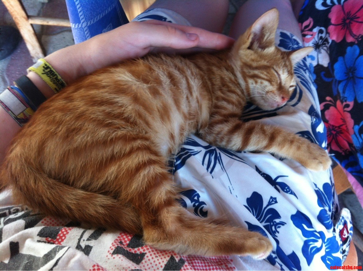 A Kitten Crawled Onto My Legs
