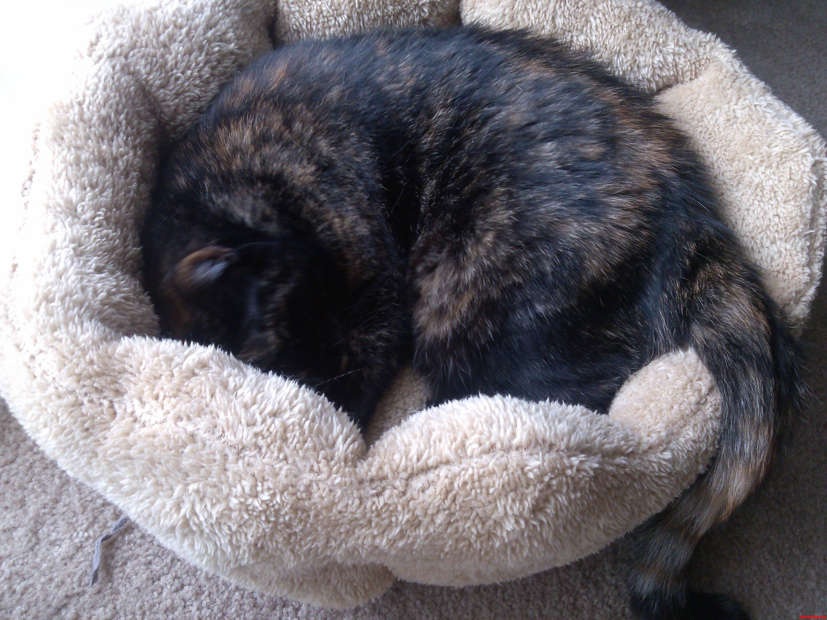 A New Bed and Catnip Toy Is All She Needs for Happiness.