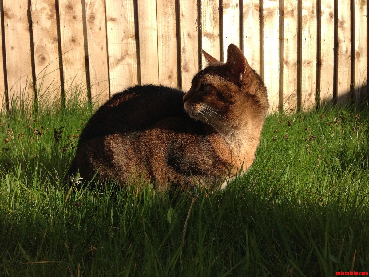 Abyssinians Have Such Beautiful Coats. My 12 Year Old Aby Poppy.