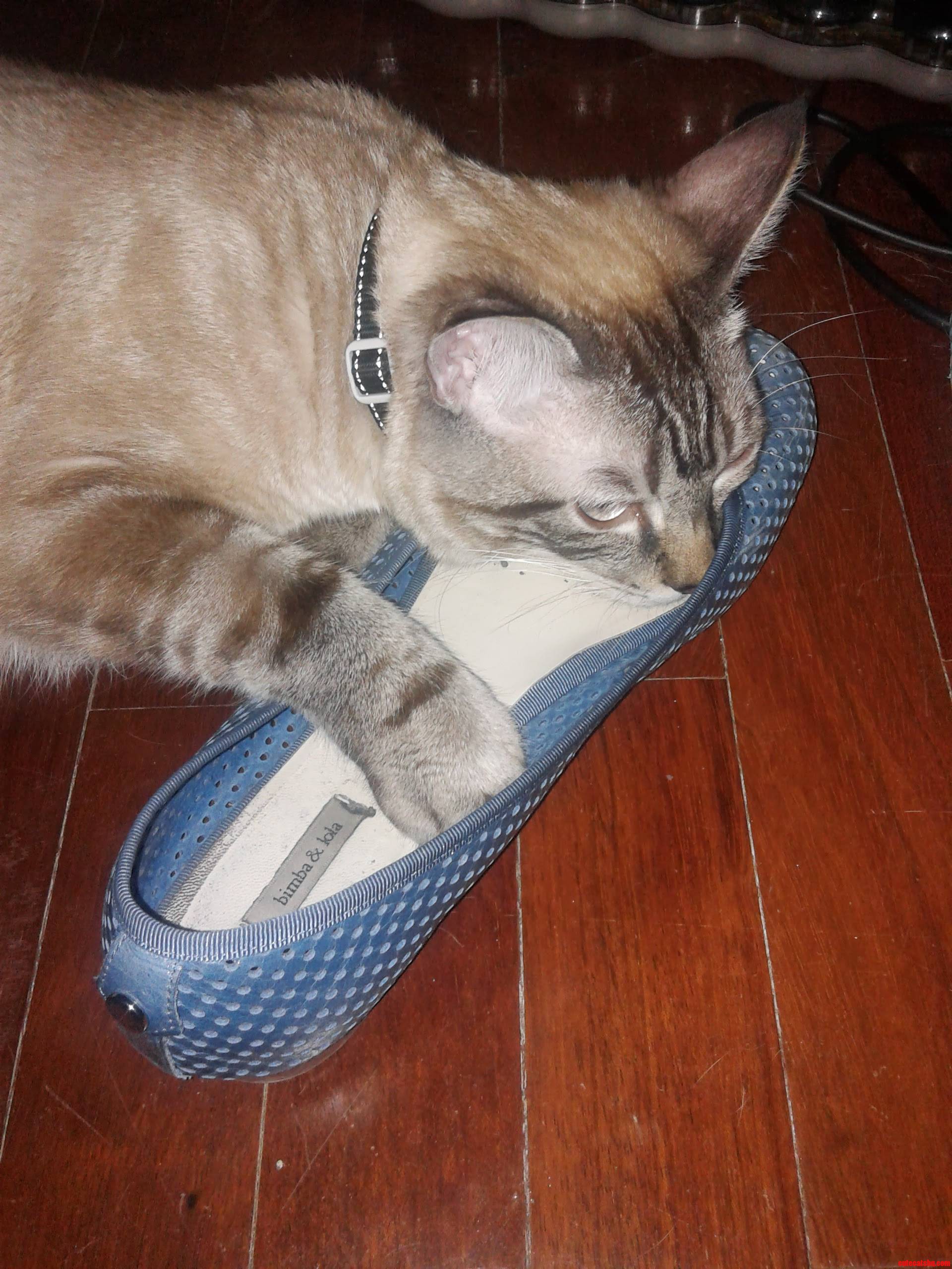 Alan Has a Shoe Fetish