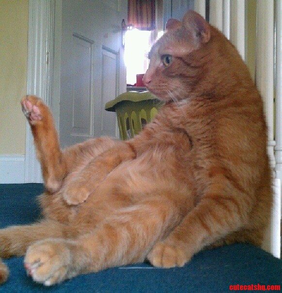 Almost Every Morning I Wake Up to Find This Fat Fur Ball Chilling Like This