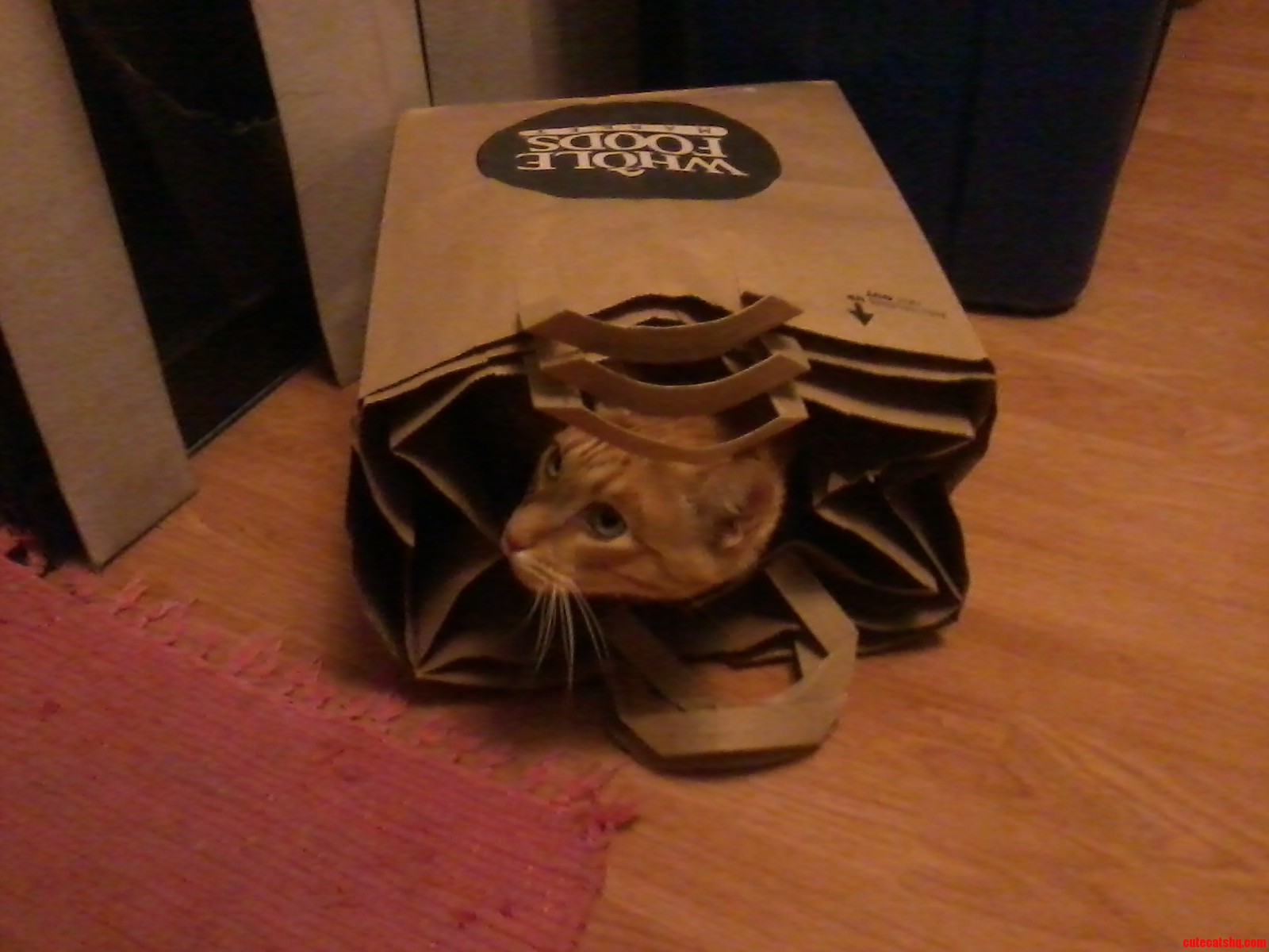 Alternative Cat Trap - for Your Carrying Convenience