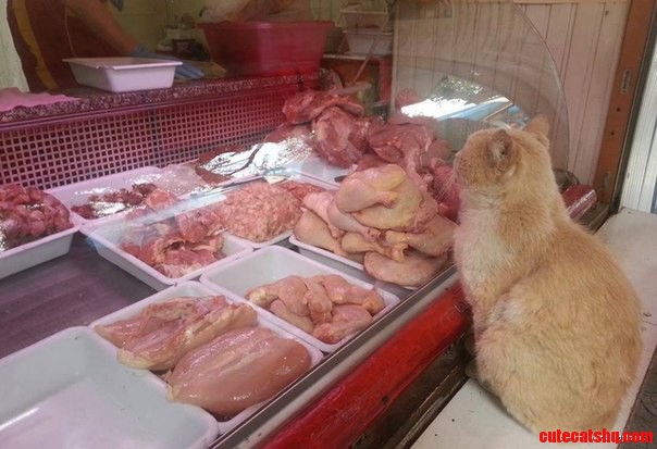Although Sam Was Supposed to Cut Out Red Meat  He Was Seriously Considering the Ribeye.