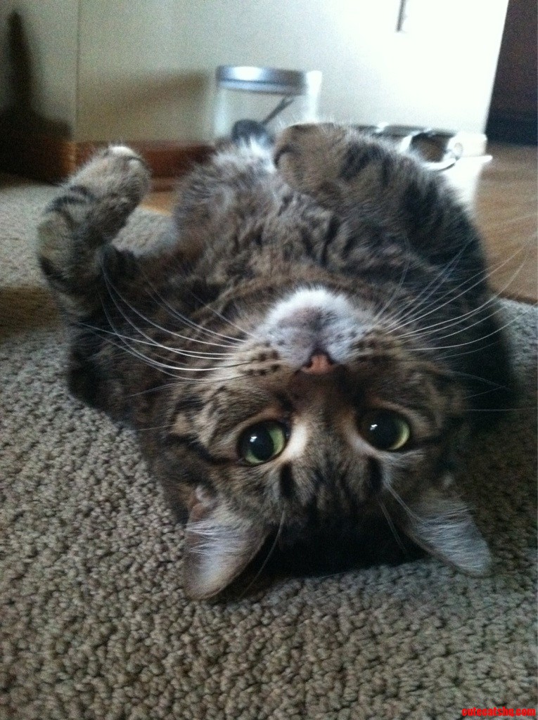 Amos. He Loves to Lay on His Back