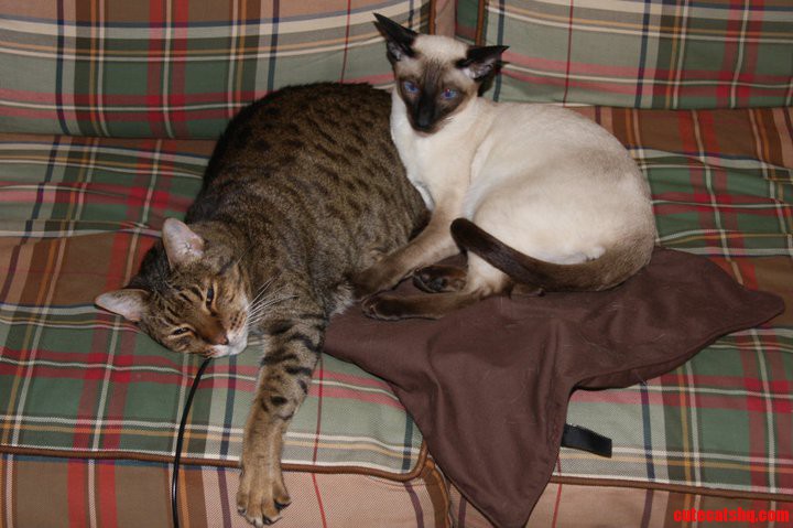 An Ongoing  Yet Subtle  War Over Heating Pad Real Estate