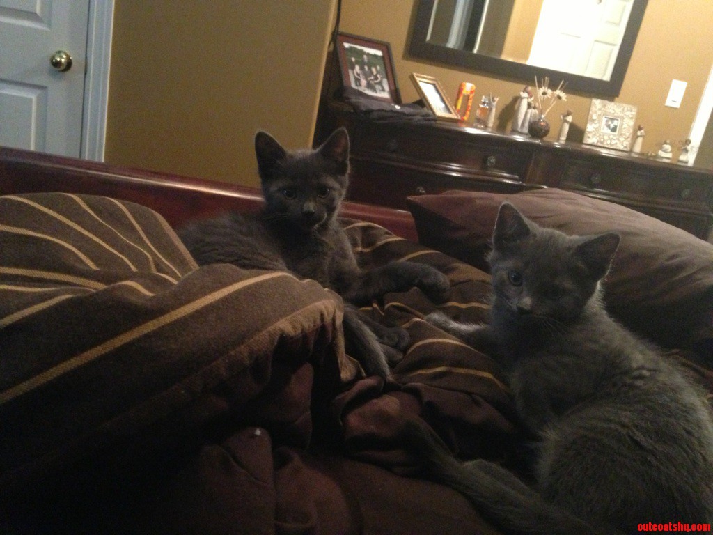 Another Day with the Devil Twins. Messing Up the Bed
