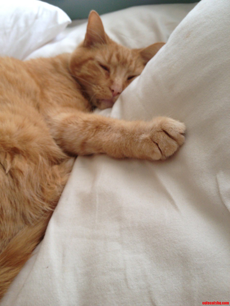Baby Jake Taking His Habitual Siesta.