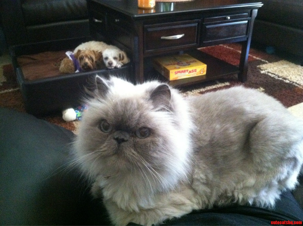 Babysitting Over the Weekend. They Are Already Letting Me Know Who the Boss Is.