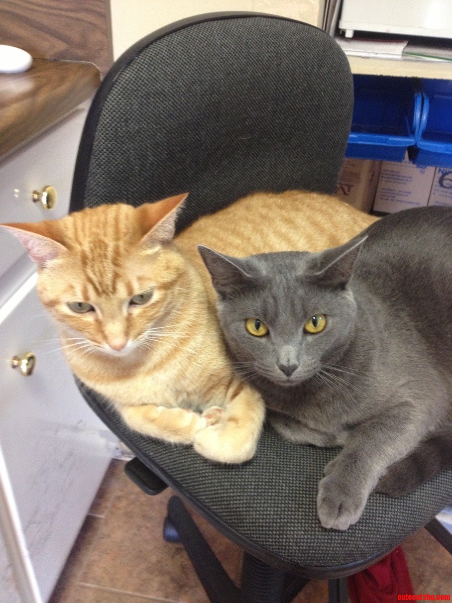 Back Today with Inspectah Deck and Ghostface Killah. the Wu-tang Kitties