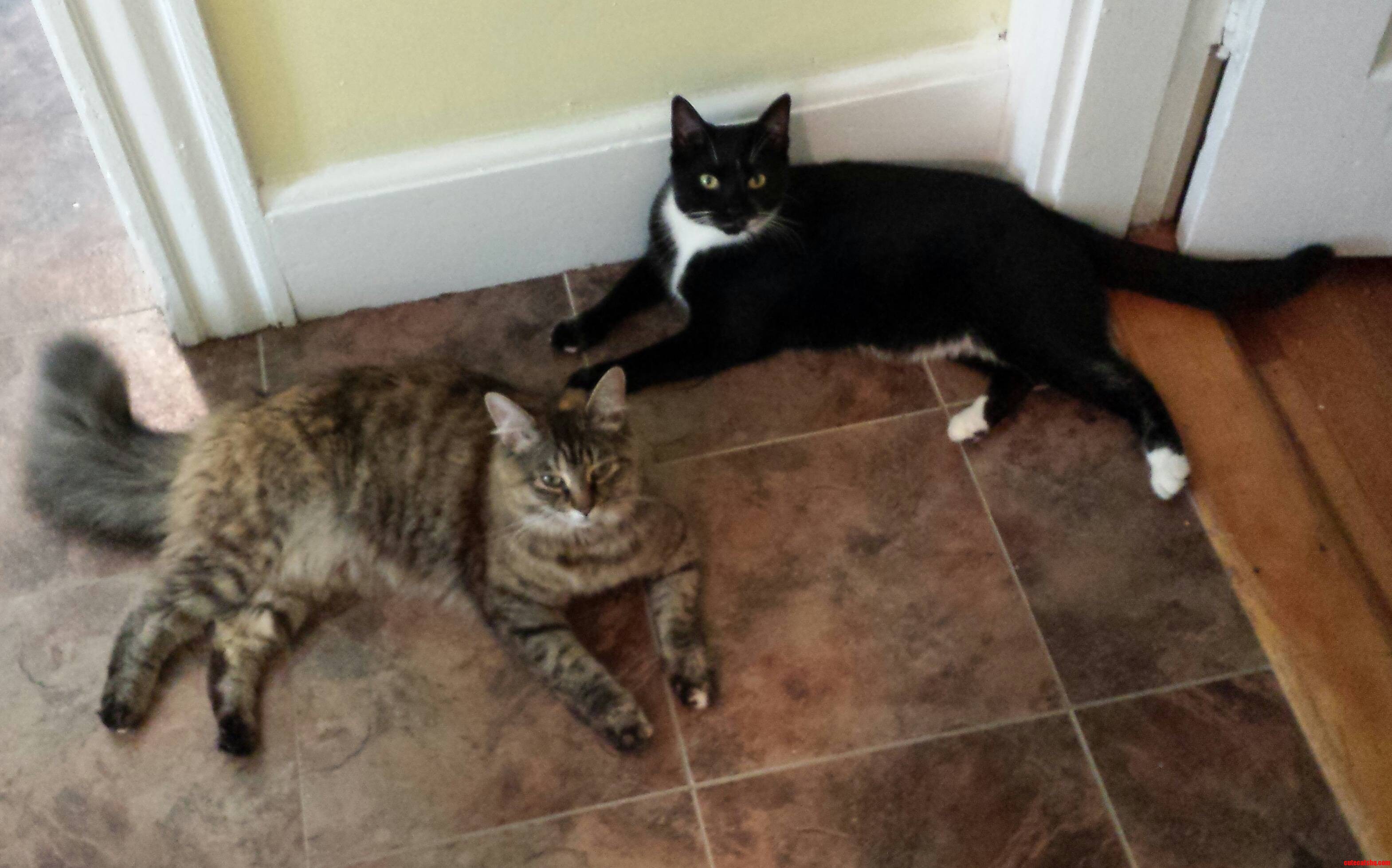 Bella  1  and Luna  2  Just Hanging Out